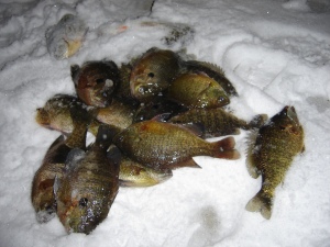Some nice bluegills caught through the ice
