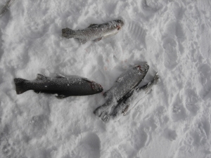 Rainbow Trout on the snow