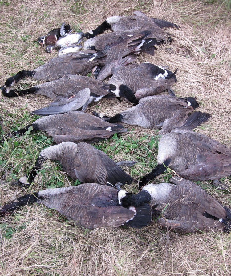 Dead geese and ducks lying in the grass